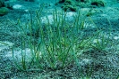 Algae & Seagrasses