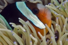 anemonfish_1