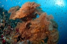 Melithaea ochrcea (Gorgonian coral)