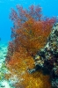 Corals and Gorgonia