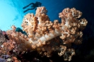 Corals and Gorgonia