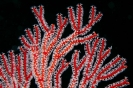 Soft Corals