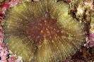 Stony Corals_23