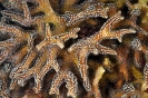 Stony Corals_24