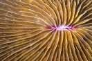 Stony Corals_25