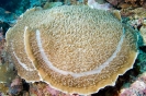 Stony Corals_26