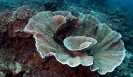 Stony Corals_28