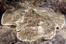 Stony Corals_29