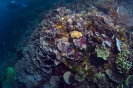 stony corals_2