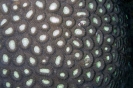 Stony Corals_36