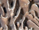 Stony Corals_48
