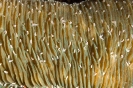Stony Corals_9