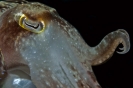 Needle cuttlefish