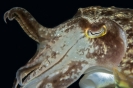 Cuttlefishes & Squids