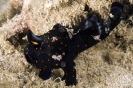 Anglerfishes & Frogfishes