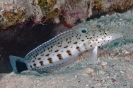 Parapercis hexophtalma (Speckled sandperch)