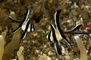 Pterapogon kauderni 