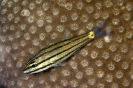Cheilodipterus quincuelineatus