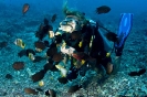 Acanthochromis polyacantha
