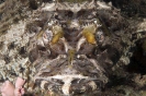 Papilloculiceps longiceps
