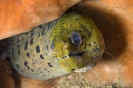 Morays and Eels