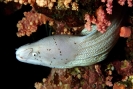 Morays and Eels
