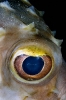 Pufferfishes & Boxfishes