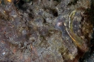 Scorpionfishes & Stonefishes