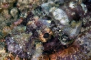 Scorpionfishes & Stonefishes