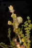 Seahorses & Pipefishes