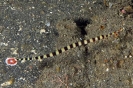 Dunckerocampus dactilophorus