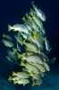 Snappers, Sweetlips & Fusiliers