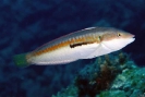 Wrasses & Hawkfishes