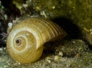 Snails & Chitons