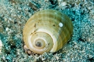 Snails & Chitons