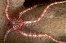 Ophiothrix foveolata
