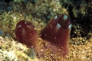 Tunicates (Sea Squirts)