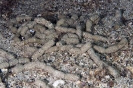 Tube Worms