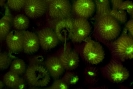 Underwater Fluorescence