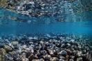 Underwater Scenes_69