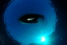 Underwater Scenes_72