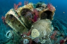 Jolanda Wreck (sunken 1981), Ras Muhammed-Red Sea