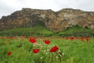 Poppies by the Raman Mountain - Turkey