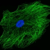 Confocal Images