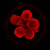6-cell stage human embryo