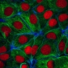 Confocal Images
