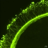 Cortical actin filaments and transzonal processes in a mouse GV-stage oocyte
