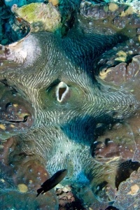 Tridacna maxima