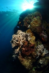 Underwater Scenes_10