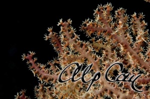 Corallium sp.